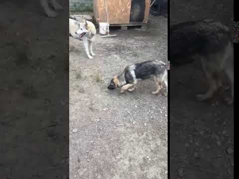 Louvia en vidéo 5