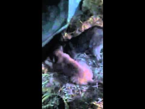 Harrison en vidéo 1