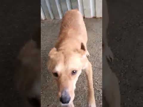 Donovan en vidéo 1