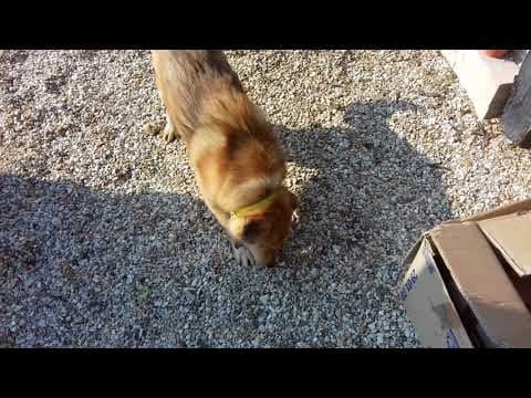 Tiger en vidéo 7