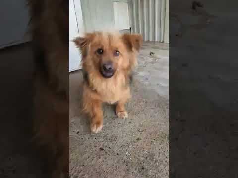 Starsky en vidéo 2