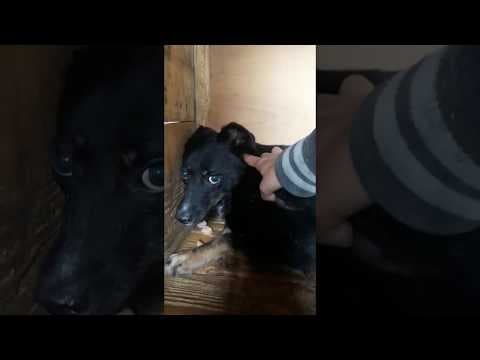 Mirza en vidéo 4