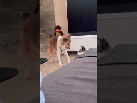 Terra en vidéo 7