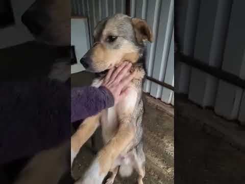 Guss en vidéo 3