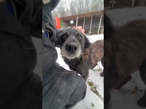 Volt en vidéo 6