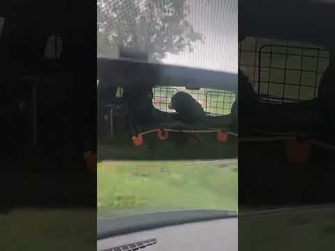 Attikus en vidéo 4
