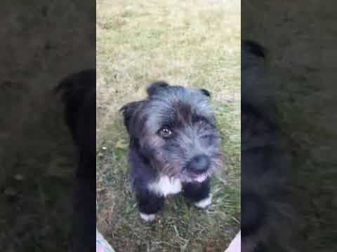 Bulle en vidéo 6