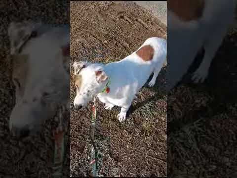Milou en vidéo 5