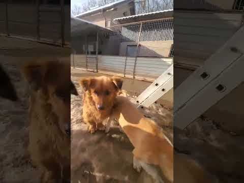 Starsky en vidéo 1