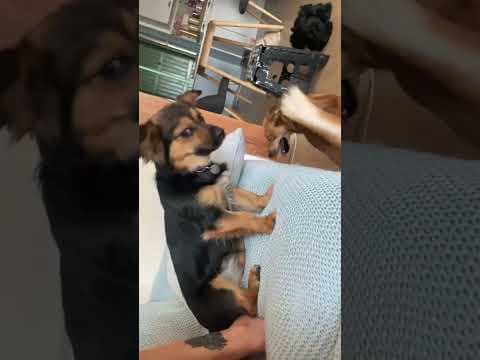 Pia en vidéo 11