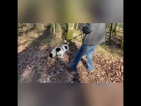 Sambo en vidéo 3
