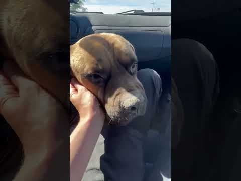 Gengis en vidéo 4