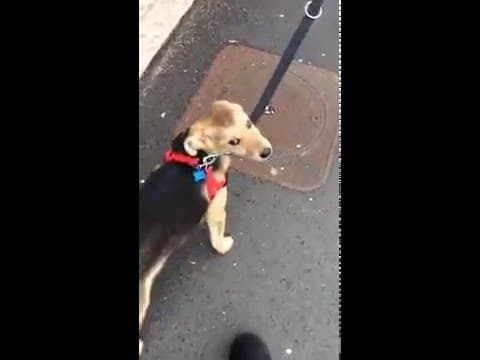 Mako en vidéo 1
