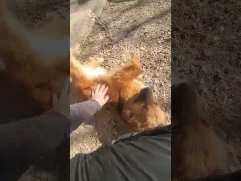 Laika en vidéo 1
