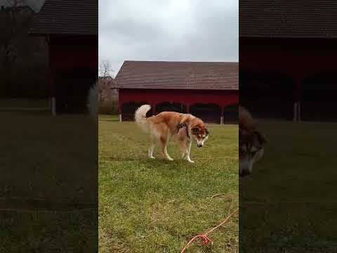 Charly en vidéo 1