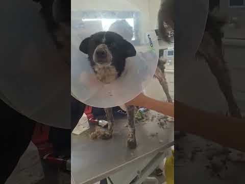 Cocky en vidéo 8