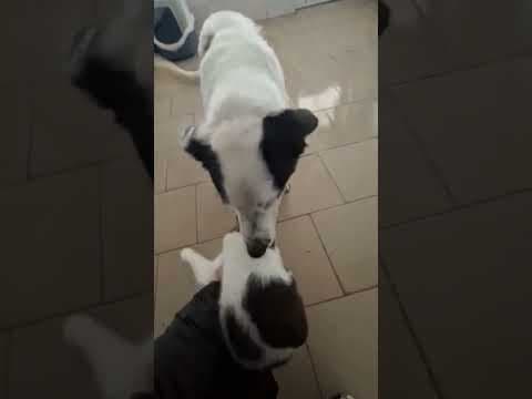 Viking en vidéo 5