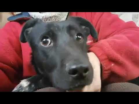 Nikita en vidéo 2