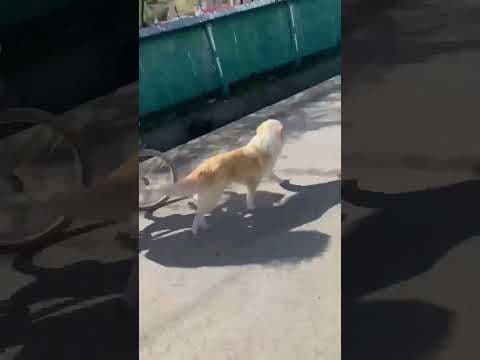Zuko en vidéo 5