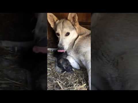 Louvia en vidéo 3