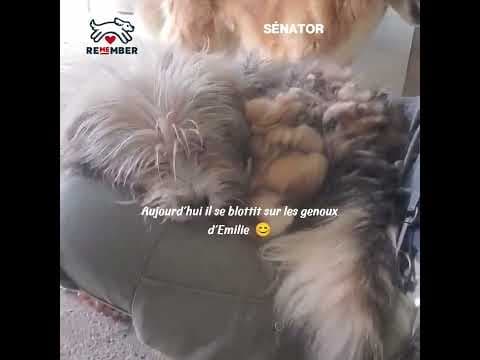 Senator en vidéo 5