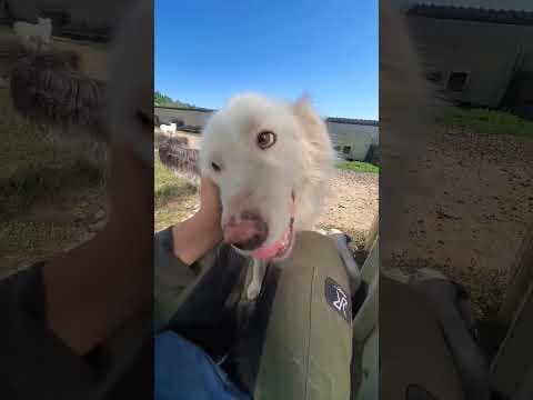Cyrano en vidéo 4