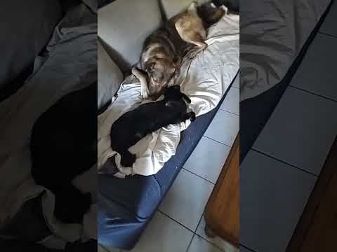 Tartuffe en vidéo 3