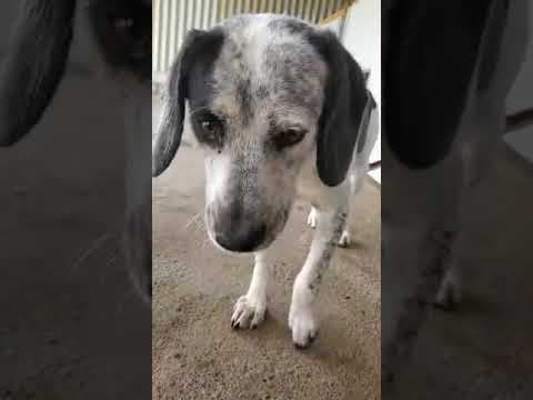 Copernica en vidéo 2