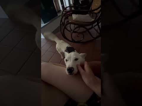 Geralt en vidéo 8