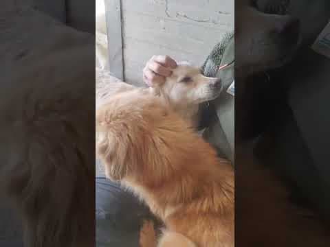 Sissou en vidéo 2