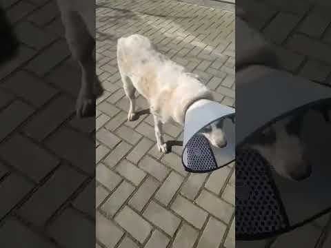 Obelix en vidéo 7