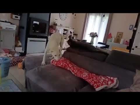Yaggie en vidéo 3