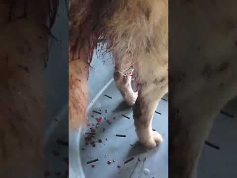 Haïduc en vidéo 3