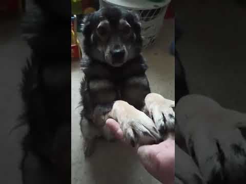 Chipo en vidéo 10