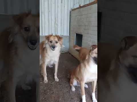 Nusky en vidéo 2