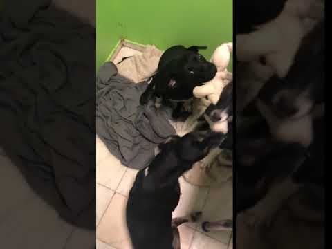 Lisette en vidéo 12