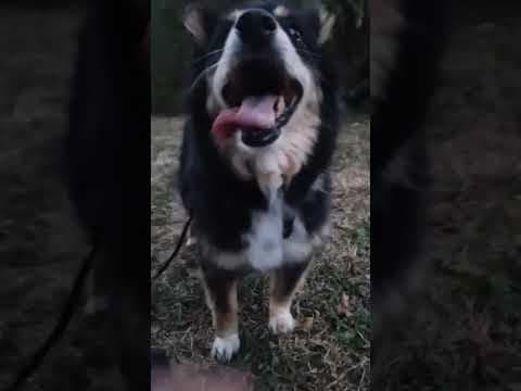 Sencha en vidéo 5