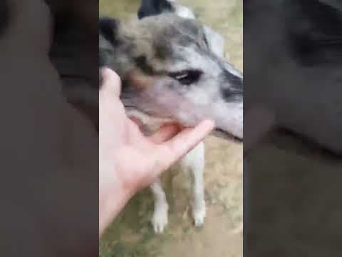 Haïduc en vidéo 5