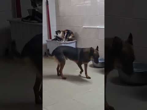 Sami en vidéo 8