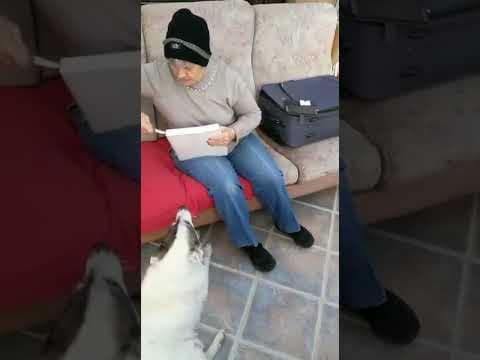 Chouky en vidéo 2
