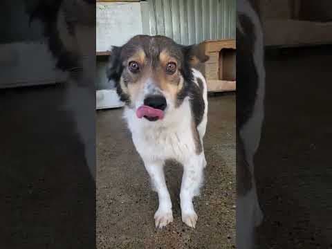 Sadjy en vidéo 1