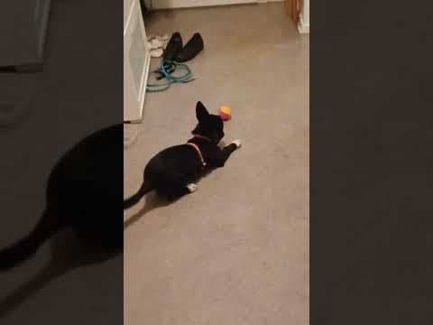 Toinette en vidéo 4