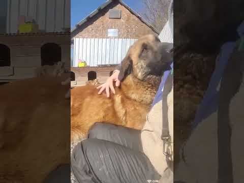 Ludwig en vidéo 2