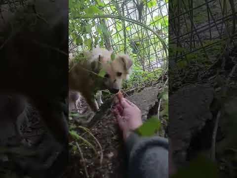 Polly en vidéo 1