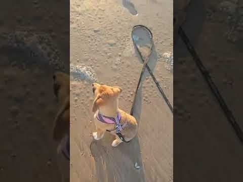 Ayvi en vidéo 10