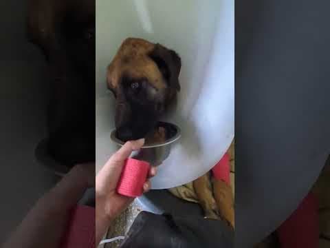 Ludwig en vidéo 1