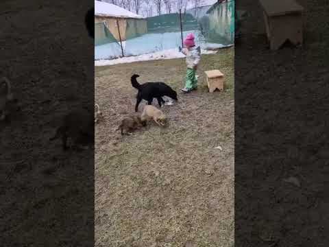 Buttercup en vidéo 1