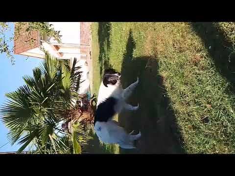 Origami en vidéo 4