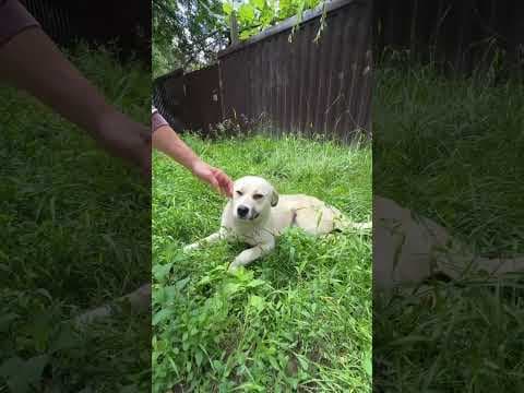 Crema en vidéo 2