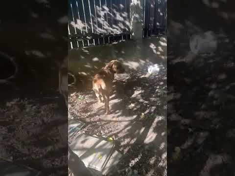 Gengis en vidéo 1